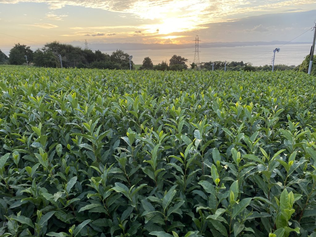 黄昏茶園