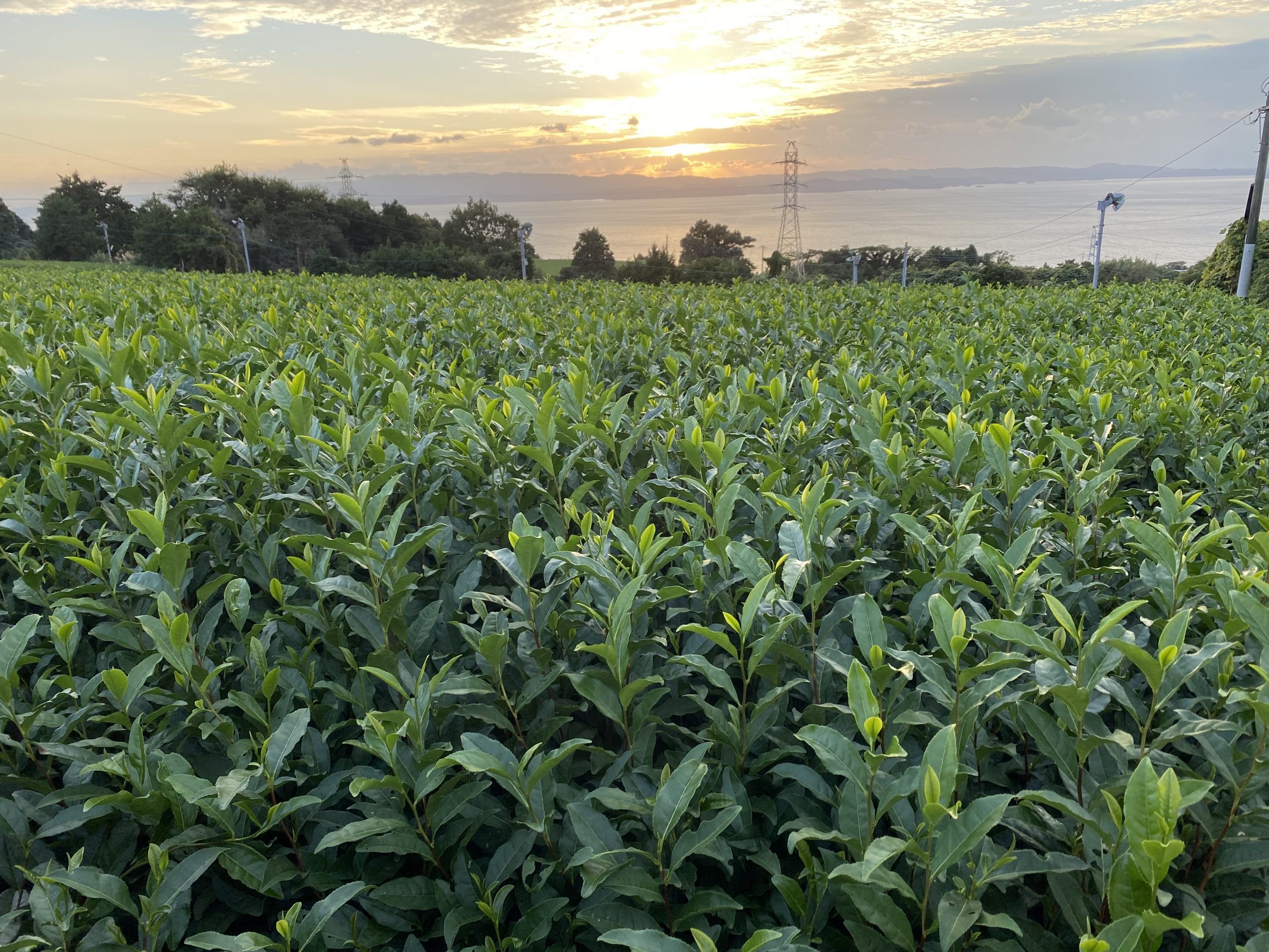 黄昏茶園